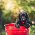 Dog Poop Pickup in Greenwood Indiana