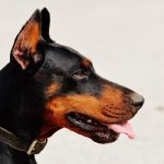 Dog Poop Pickup in Greenwood Indiana