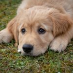Dog Poop Pickup in Greenwood Indiana