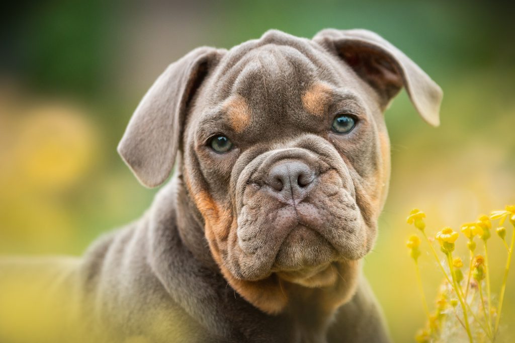 Dog Poop Pickup in Greenwood Indiana